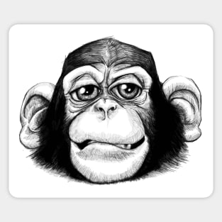 A cheeky baby chimp! Sticker